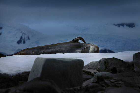 Cuverville Island-sleeping-ldmsy