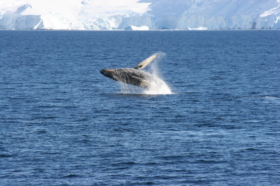 Breaching Humpback