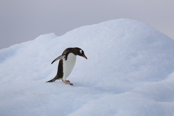 gentoo penguin