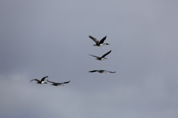 bird