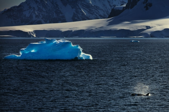 Orcinus orca-2016.1-ldmsy