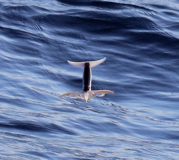 Flying squid - probably Ommastrephes bartramii - Neon fling squid