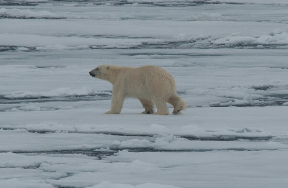 Polar Bear, North Spitsbergen, June © Erwin Vermeulen-Oceanwide Expeditions (3)