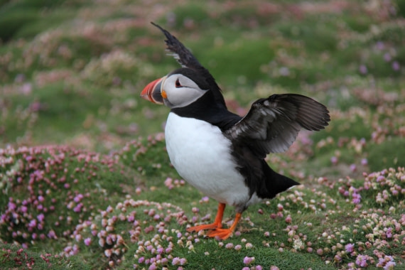 Lovely Puffin in Fair Isle