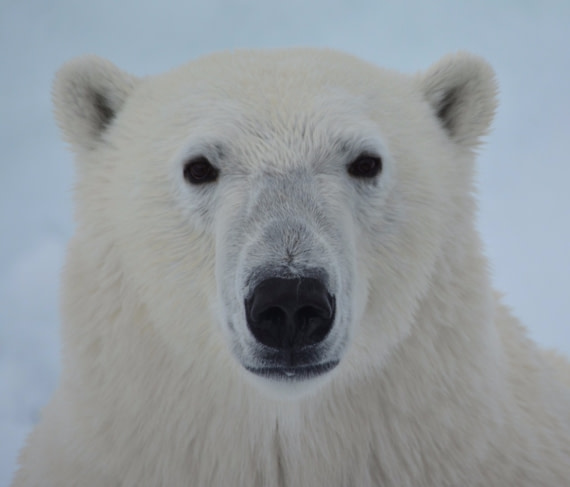 Polar Bear