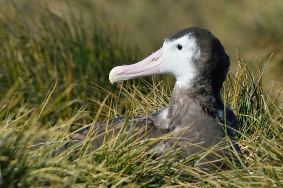Wandering Albatross, Prion Isl, South Georg, Nov © Martin van Lokven-Oceanwide Expeditions (5)