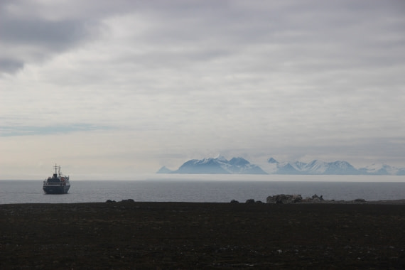 Orteluis in the middle of the beautifull waters of Svalbard