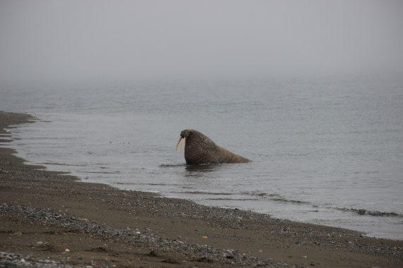 An old male walrus is coming back from a refreshing dip