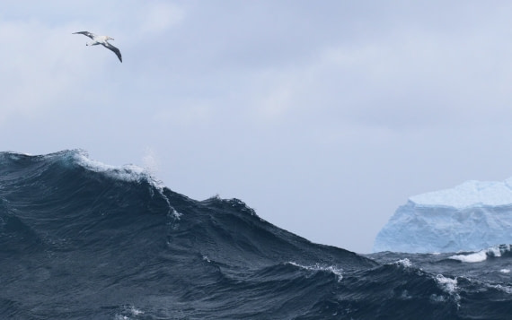 Wave, iceberg, wandering albatross