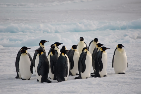 Meeting on the ice