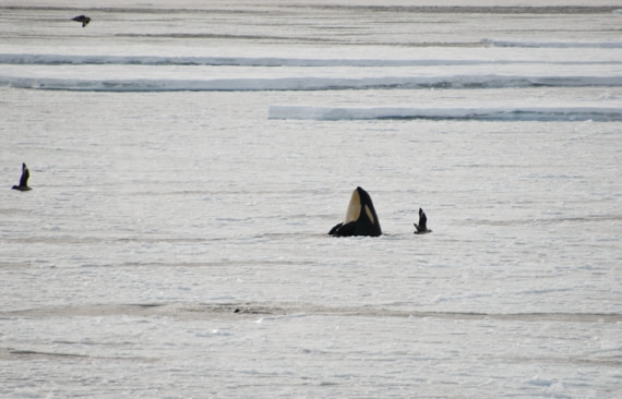 Spy hopping Orca