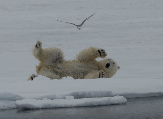 Rolling Ice bear
