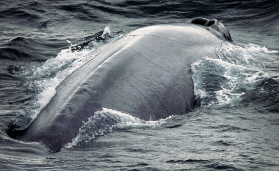 Blue Whale