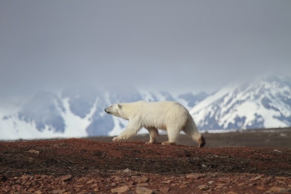 Spitsbergen, Polar Bear, July © Joerg Ehrlich-Oceanwide Expeditions.jpg
