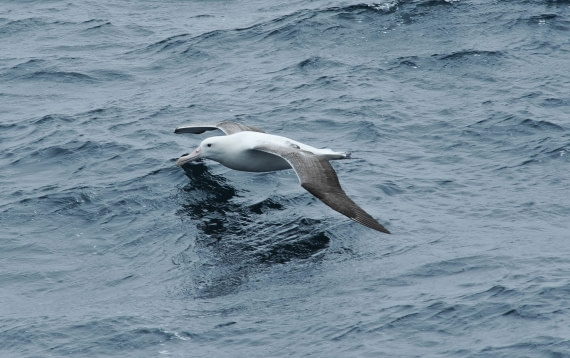 Wandering Albatross © Siegfried Woldhek-Oceanwide Expeditions.jpg