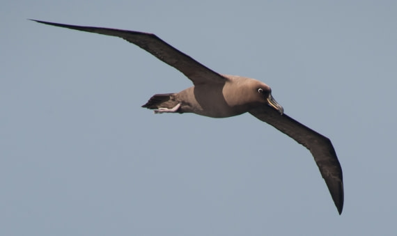 Sooty Albatross © Erwin Vermeulen-Oceanwide Expeditions.jpg
