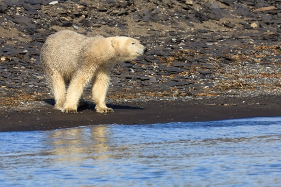 Polarbear
