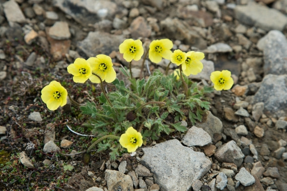 Svalbard Mohn
