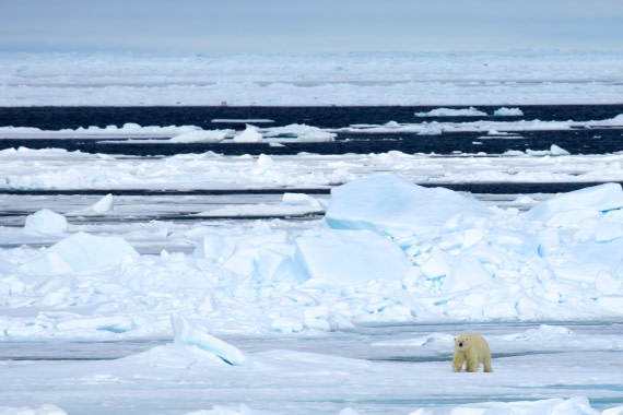 Polar bear in the pack-ice