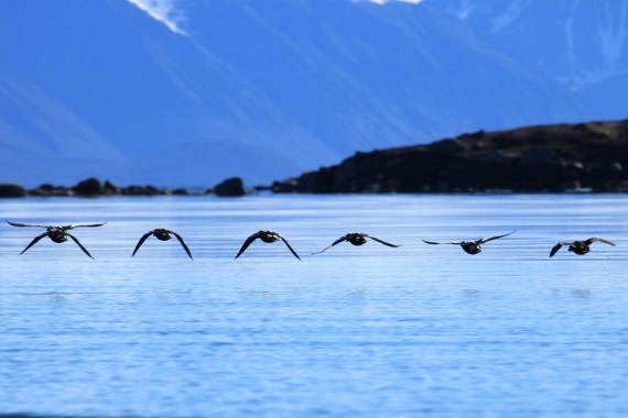 Seven eider ducks on a row