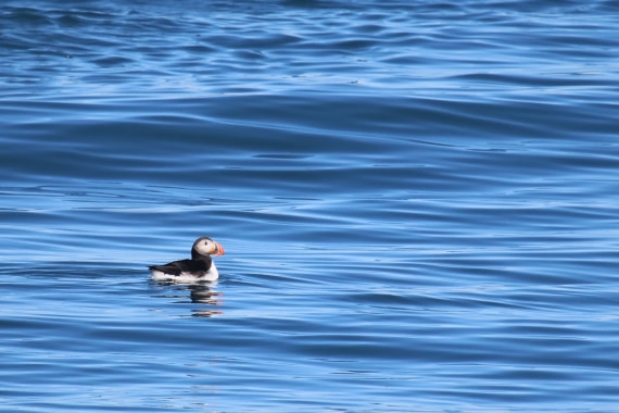 Puffin floating on the sea