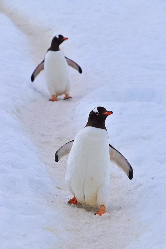 penguin highway