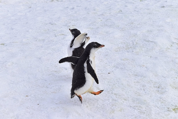 let's dance!