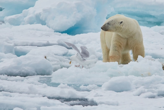 NO SPITSBERGEN 1 IMG_5224 1.jpg