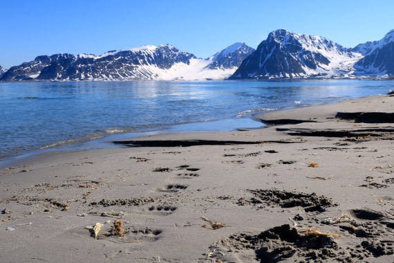 Polar bear tracks on a beachlanding