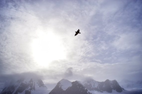 bird in the sky