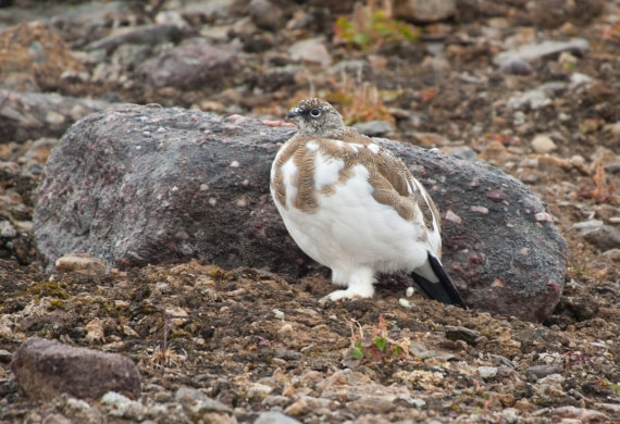 Spitsbergen, Northeast Greenland, Rock Ptarmigan, end August © Erwin Vermeulen-Oceanwide Expeditions.jpg