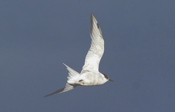 Antartic Tern