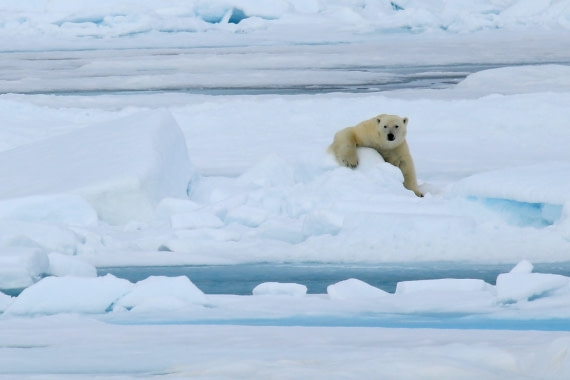 Cuddling polar bear