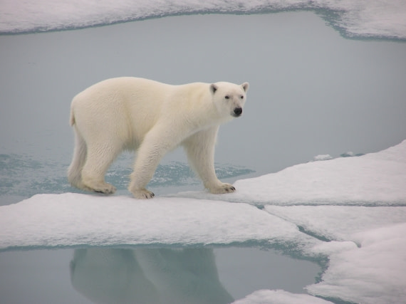 Polar Bear, Spitsbergen, September © Mike Murphy-Oceanwide Expeditions (3).JPG