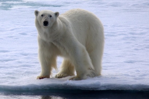 Close up polar bear
