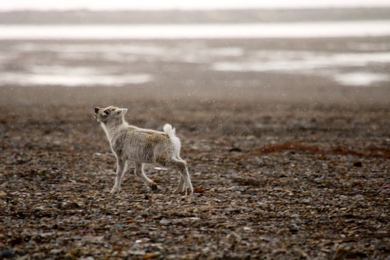 Svalbard reindeer calf in the snow