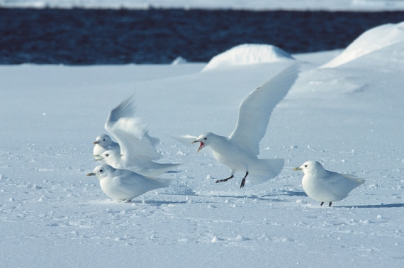 Ivory Gulls, Spitsbergen, April © Rinie van Meurs-Oceanwide Expeditions.JPG