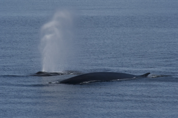 Fin Whales, (Spitsbergen), June © Josh Harrison-Oceanwide Expeditions.jpg