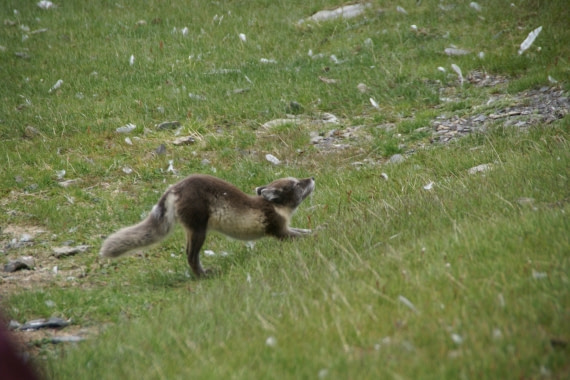 Polarfuchs