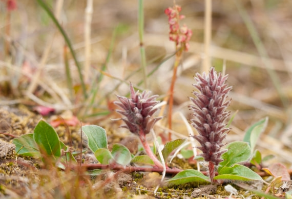 Spitsbergen_Northeast Greenland,  Flora, August © Erwin Vermeulen-Oceanwide Expeditions.jpg