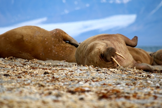 Walrus,Walking to the water is way to heavy, let's just roll to the water. That's much easier!