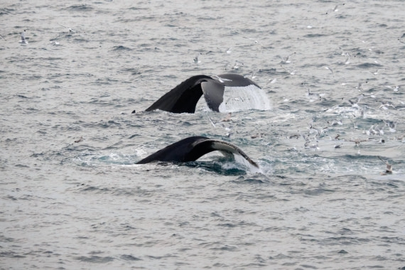 Andreas Huppert - Svalbard 08/16 - 20