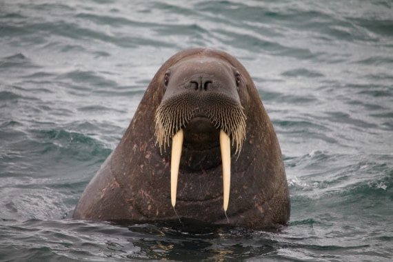 Walrus