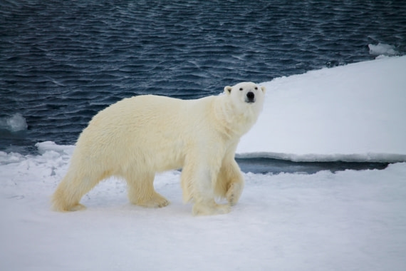Polar Bear
