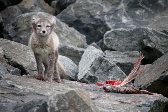 Arctic Fox