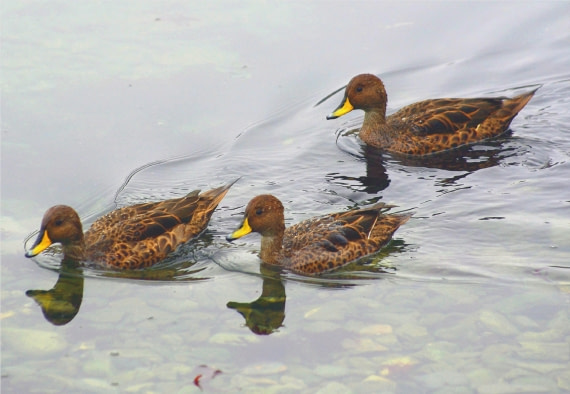 Yellow-billed pintail, Grytviken, South Georgia.