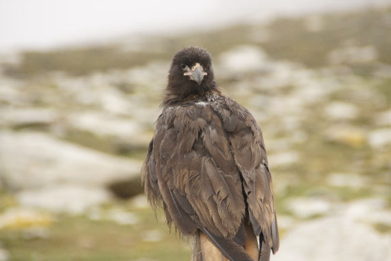 hawk-eye