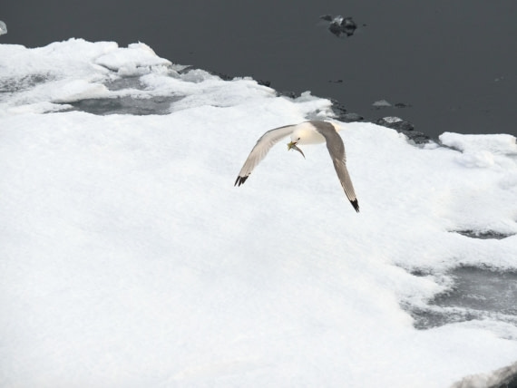 Andreas Huppert - Svalbard 08/16 - 5