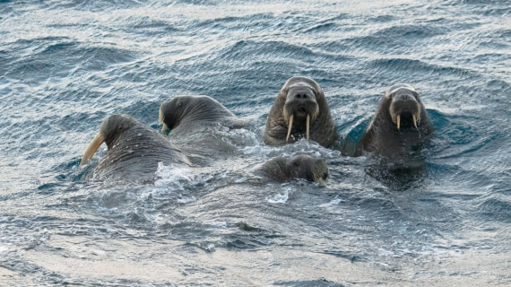 Andreas Huppert - Svalbard 08/16 - 18