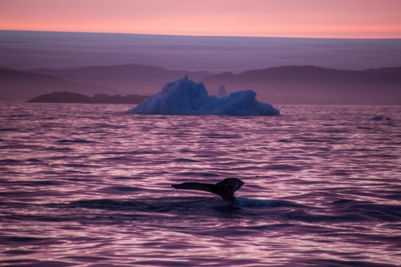Whale in sunset